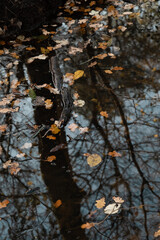 Autumn leaves floating in water