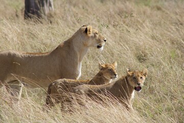 Lionne et ses deux lionceaux 