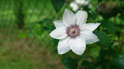 Biały kwiat w ogrodowym otoczeniu