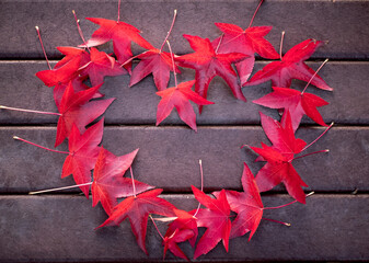 The heart of bright red maple leaves. Symbol of peace and love. 