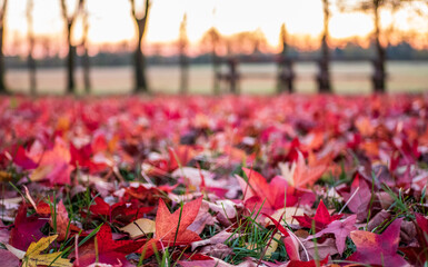 Red maple leaves on the ground in autumn park 
