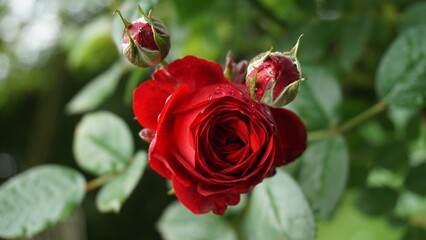 Rosen