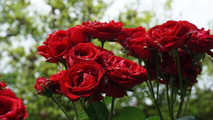 Rosen