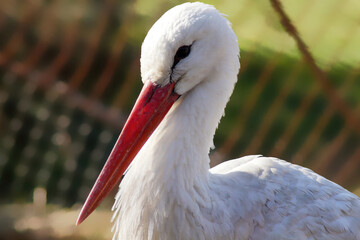 close up white stork portrait from profile