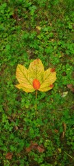Vertical shot of yellow maple leaf on a grassy ground