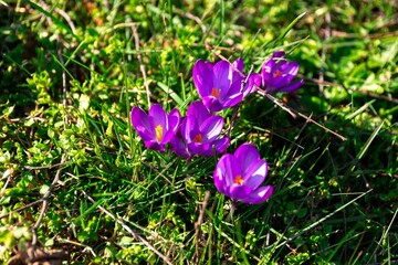 Closeup shot of purple crocus flowers in a garden