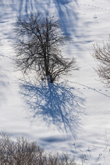 Fabulous winter scene with tree and footprints, Armenia