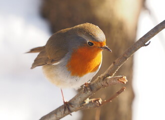 Shouting Robin - Erithacus rubecula, standing on a branch - 550050836