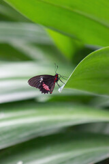Fototapeta na wymiar Cattle heart butterfly perched on a leaf. Parides iphidamas