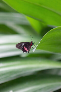 Cattle heart butterfly perched on a leaf. Parides iphidamas