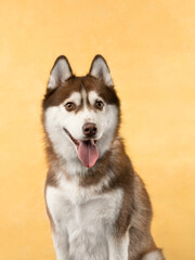 Portrait of a husky on a color background, studio shot