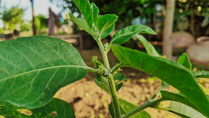 Withania somnifera plant known as Ashwagandha. Indian ginseng herbs, poison gooseberry, or winter cherry green leaves. Ashwagandha Benefits For weight, stress and healthcare