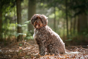 Brown Cockapoo sitting in the forest looking at the camera