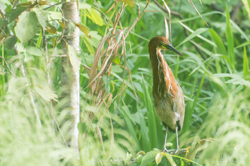 Bird watching Tigrisoma lineatum at Panama
