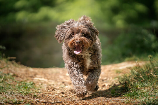 Brown Cockapoo running directly at the camera