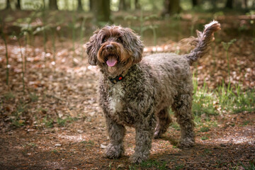 Brown Cockapoo looking at the camera