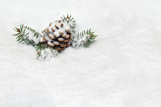 Christmas decoration. Cone pine, branches christmas tree on snow with space for text