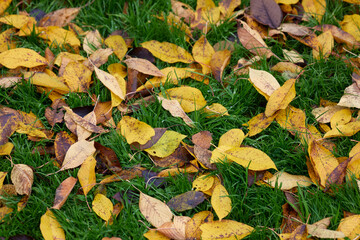 Yellow and brown autumn leaves on deep green grass