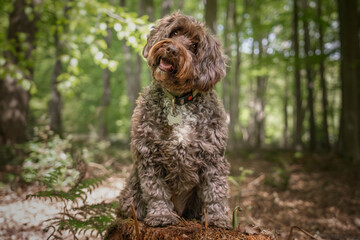 Brown Cockapoo sitting on a stump with a head tilt right - 550053655