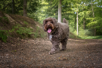 Brown Cockapoo walking in the forest