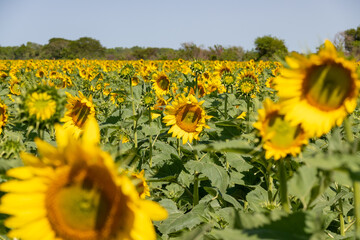 Sunflower natural background. Sunflower blooming. Close-up of sunflower.