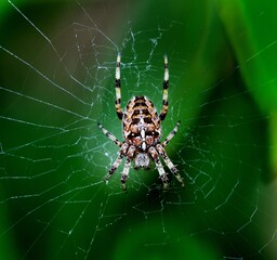 Euroopean Garden Spider  on its web