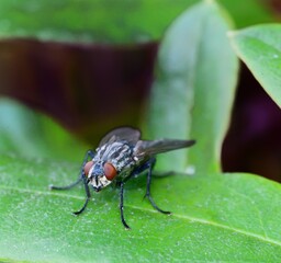 Sunshine on Lucilia sericata
