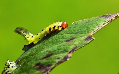 Larval Arge cyanocrocea feedling on a rose leaf