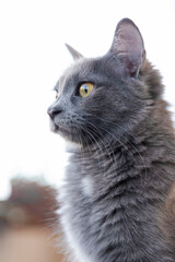 Profilo di gatto Nebelung