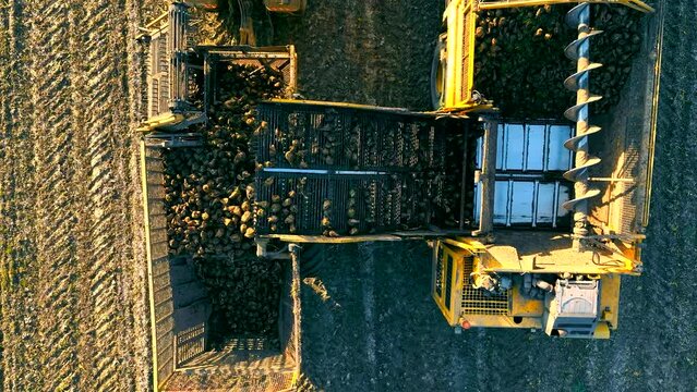 Top View Harvesting sugar beet. The harvester loads sugar beets for transportation. Beetroot falls into a truck trailer.