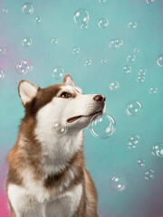 Portrait of a husky on a color background with bubble, studio shot