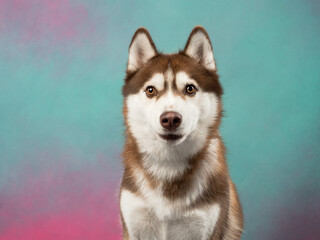 Portrait of a husky on a color background, studio shot