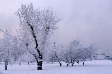 Winter landscape in the park on a frosty day, lush trees covered with hoarfrost, climate, weather.