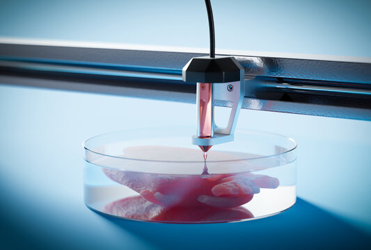 Bio print 3d - the concept of printing organs. The future of transplantology.