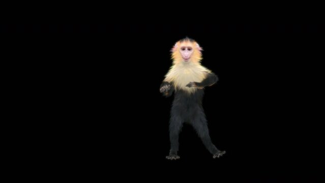 White-headed Capuchin, black monkey, monkeys Dance CG fur 3d rendering animal realistic CGI VFX Animation Loop  composition 3d mapping cartoon, Included in the end of the clip with Alpha matte.