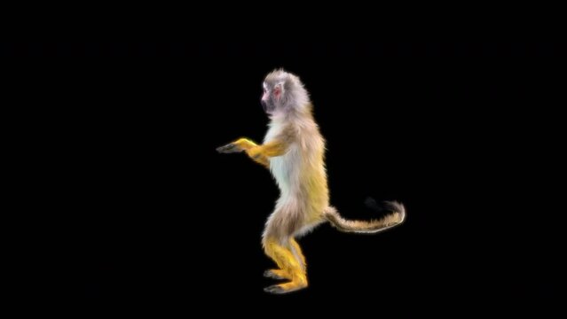 Common squirrel monkey (Saimiri sciureus), monkeys Jump CG fur 3d rendering animal realistic CGI VFX Animation Loop  composition 3d mapping cartoon, Included in the end of the clip with Alpha matte.
