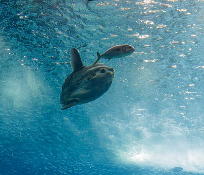 Aquarium sunfish and xareu passing by