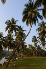 Fototapeta na wymiar Coconut palm trees growing around a grassy patch at dusk time