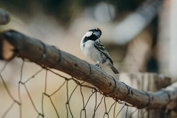Rotstirn-Bartvogel (Tricholaema leucomelas) auf einem Zaun sitzend (Klein-Aus Vista, Namibia)
