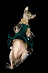 An elite sphynx cat in a beautiful dress photographed in a studio on glass from below on a black background