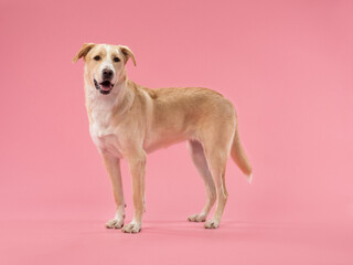 Portrait of a dog on a pink background, studio shot