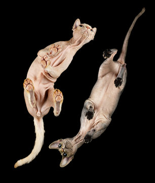 Two sphynx cats are photographed facing each other from below on glass against a black background
