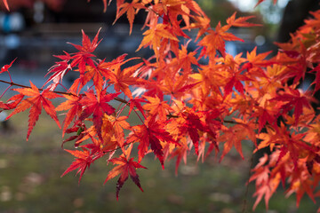 紅葉したイチョウ