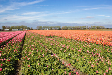 tulip field in the Netherlands - orange and pink tulips