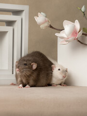 Portrait of rats with flowers on a beige background, studio shot