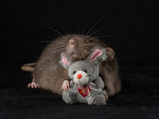 Portrait of a rat with a little mouse toy, dark background, studio shot