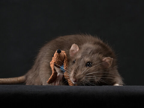 Portrait of a rat with a little dog toy, dark background, studio shot