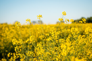 Yellow rape flowers in the field on bright sunny day. Agricultural plants for green energy and oil industry