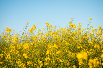 Beautiful yellow rapeseed flowers on the background of clear blue sky. Oil industry, green energy and agriculture concept