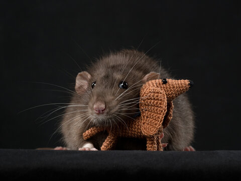 Portrait of a rat with a little dog toy, dark background, studio shot